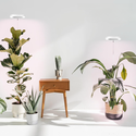 LEDlife vekstlys med spyd - 12W, timer, justerbar høyde, dimbar