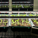 LEDlife Pro-Grow 2.0 vekstarmatur - 30 cm, 4W LED, fullt lysspektrum, IP65