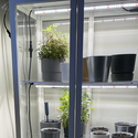 LEDlife Max-Grow 2.0 15W vekstarmatur - 60cm, 15W LED, fullt lysspektrum, IP65