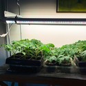 LEDlife Pro-Grow 2.0 Vekst sett - 2 x 60cm, 20W LED, fullt lysspektrum, IP65