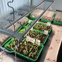 LEDlife Pro-Grow 2.0 Vekst sett - 2 x 60cm, 20W LED, fullt lysspektrum, IP65